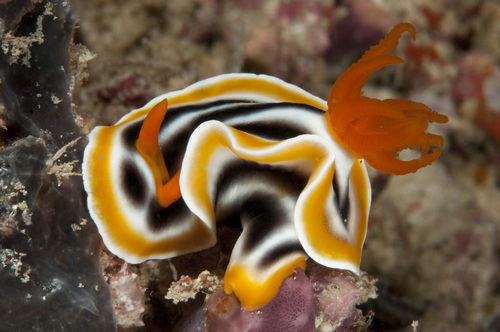Chromodoris Nudibranch