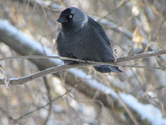 Corvus monedula