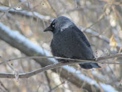 Corvus monedula