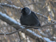 Corvus monedula