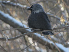 Corvus monedula