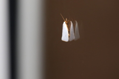 Xylorycta argentella