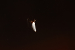 Xylorycta argentella