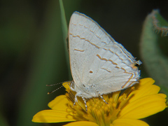 Hypolycaena