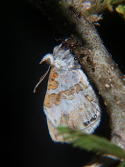 Lachnocnema bibulus