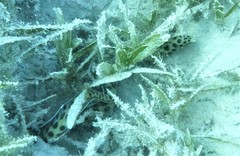 Myrichthys maculosus