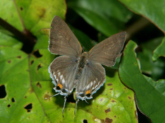 Hypolycaena philippus