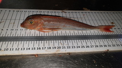 Chelidonichthys obscurus