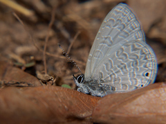 Pseudonacaduba sichela