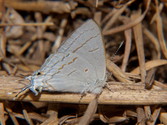 Hypolycaena philippus
