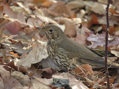 Turdus philomelos