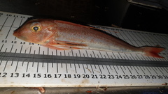 Chelidonichthys obscurus