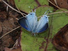 Hypolycaena liara
