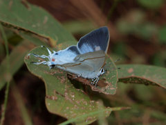 Hypolycaena liara