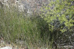 Chrysojasminum fruticans