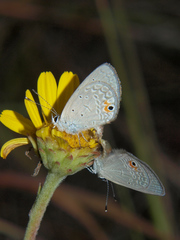 Eicochrysops messapus