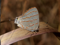 Hemiolaus caeculus