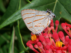 Hemiolaus caeculus