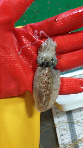 Pink Cuttlefish