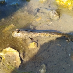 Periophthalmus modestus