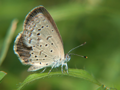 Zizeeria knysna