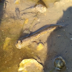 Periophthalmus modestus