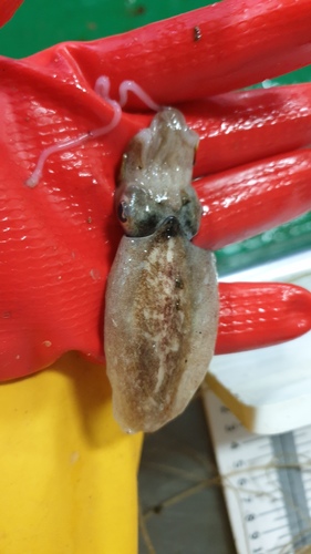 Pink Cuttlefish