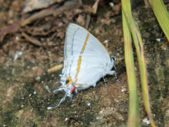 Hypolycaena liara