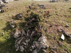 Juniperus
