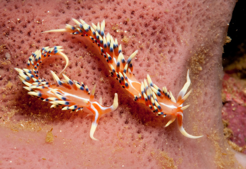 Photo of Indian caloria (Caloria indica)