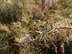 Juniperus