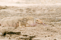 Varanus griseus griseus