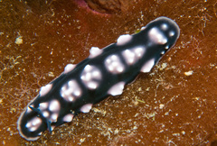 Phyllidiella pustulosa