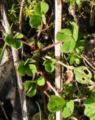 Trifolium subterraneum