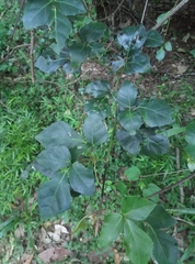 Rhoicissus rhomboidea