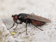 Limosina silvatica