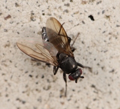 Limosina silvatica