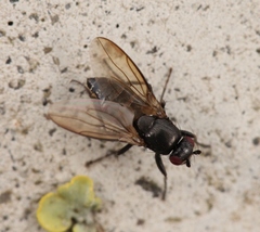 Limosina silvatica
