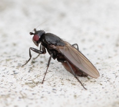 Limosina silvatica
