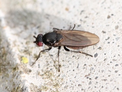 Limosina silvatica