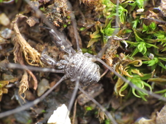 Dicranopalpus caudatus