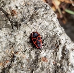 Pyrrhocoris apterus