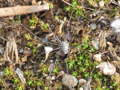 Dicranopalpus caudatus