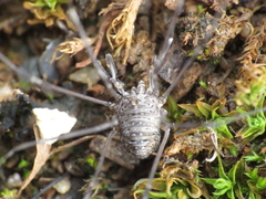 Dicranopalpus caudatus