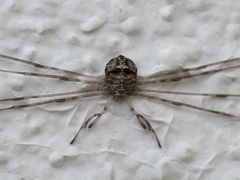 Dicranopalpus caudatus