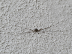 Dicranopalpus caudatus