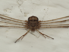 Dicranopalpus caudatus