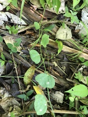 Passiflora micropetala