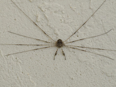 Dicranopalpus caudatus