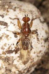 Tapeigaster annulipes